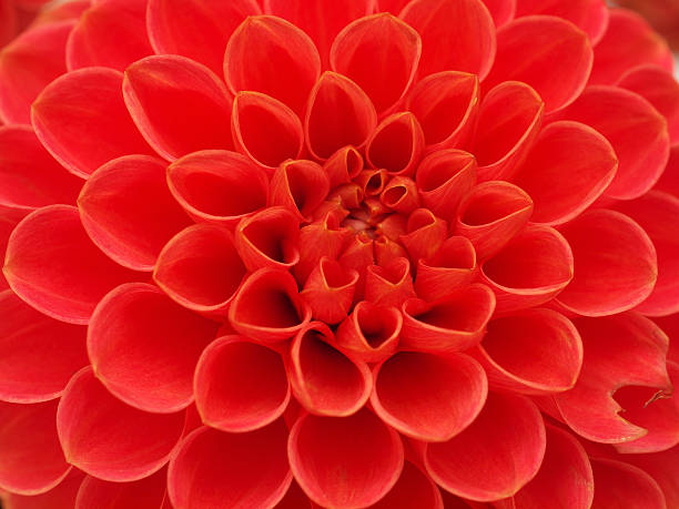 istock Red Dahlia Flower Close Up 166091768