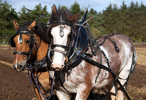 istock Clydesdale Horse Pair 166091826