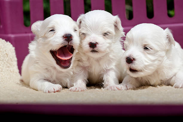 Triplet Maltese Dogs Triplet Maltese Dogs coton de tulear stock pictures, royalty-free photos & images