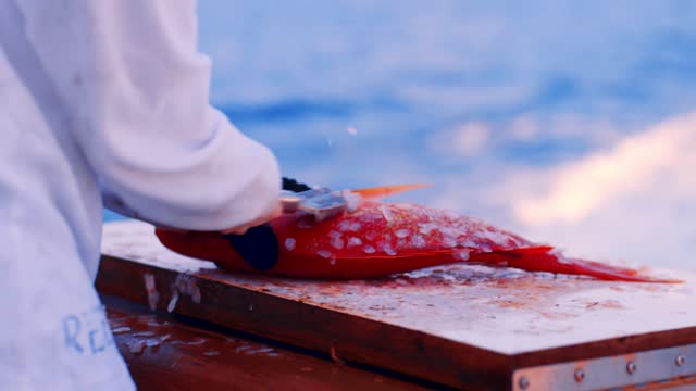 CLOSEUP, scaling freshly caught red snapper fish on moving boat, Slow Motion