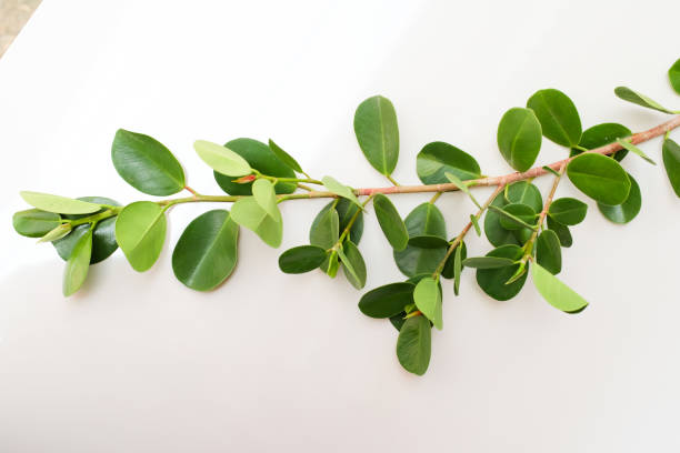 foglia di pianta di ficus microcarpa isolata su sfondo bianco. - ginseng bonsai tree fig tree banyan tree foto e immagini stock