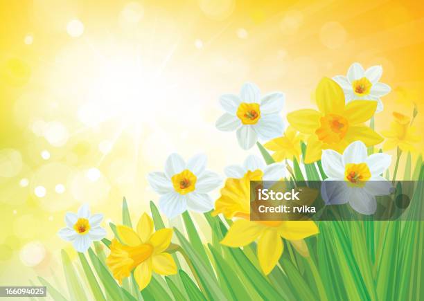 Ilustración de Vector De Narciso Flores Sobre Fondo De Primavera y más Vectores Libres de Derechos de Aire libre - Aire libre, Amarillo - Color, Belleza de la naturaleza