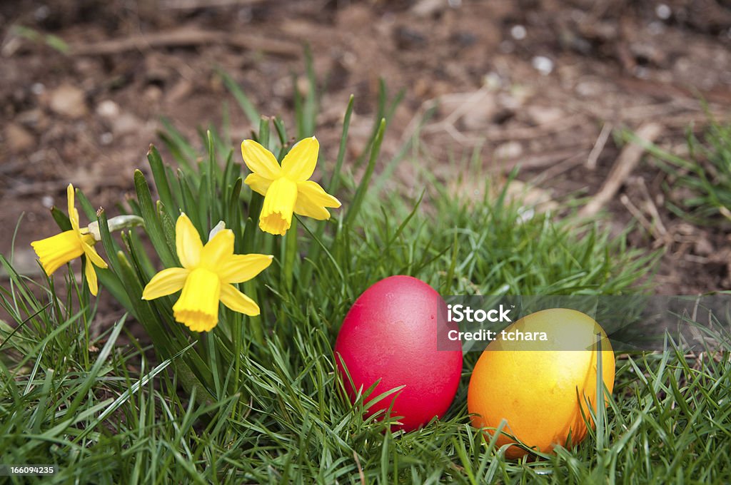 Egg hunt - Foto de stock de Aire libre libre de derechos