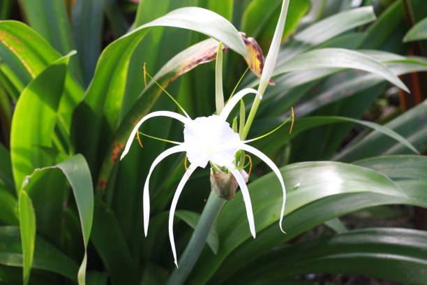 istock Beach spider lily or Hymenocallis littoralis 1660944348