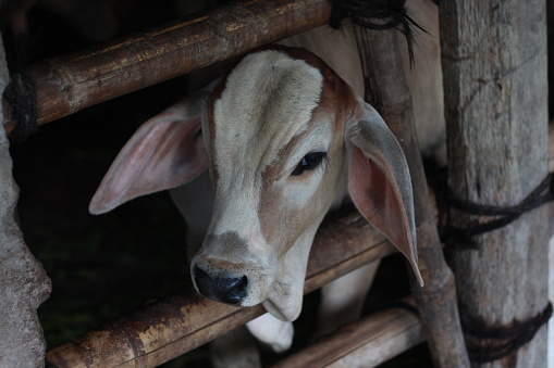 The cows are in the traditional pen. This cow is ready for the meat. javanese cow