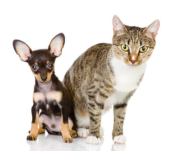 istock dog and cat watchfully look in the camera 166097663