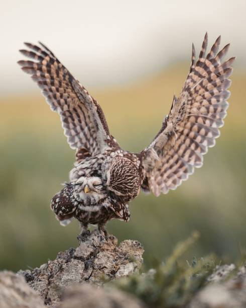 istock Two adorable little owls showing affection for one another in a tender moment. 1660978626