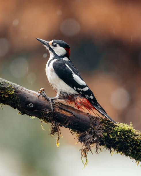 istock Great spotted woodpecker perched on a branch of a tree during an early spring snowstorm. 1660978694