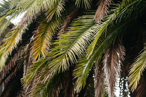 Blue sky and palm trees view from below, vintage style, tropical beach and summer background, travel concept.