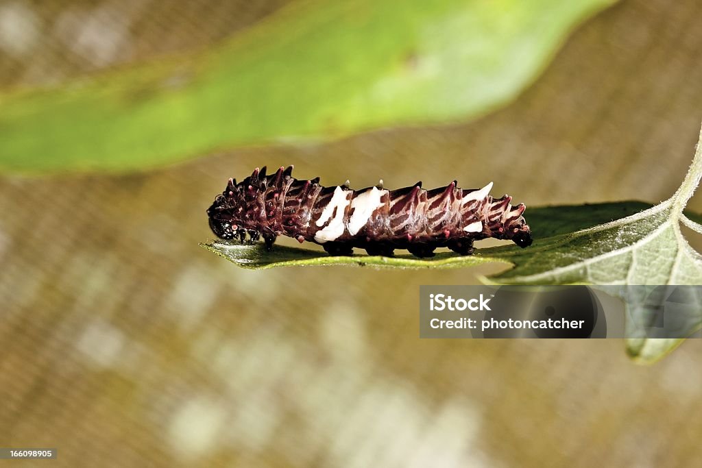 Larve papillon - Photo de Animaux nuisibles libre de droits