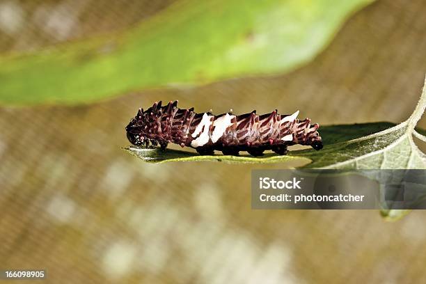 Borboleta Larva - Fotografias de stock e mais imagens de Amarelo - Amarelo, Animal, Animal selvagem