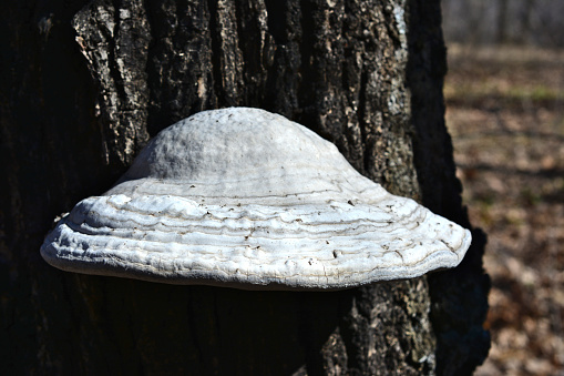 white and gray fungus on the dark tree trunk isolated close up