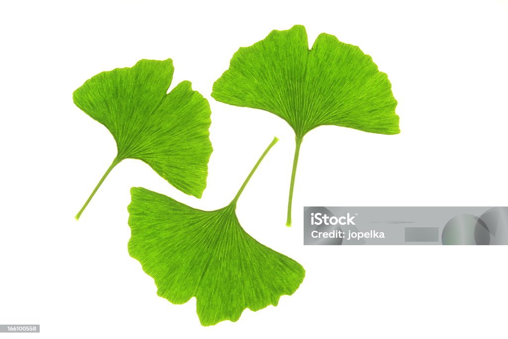 Ginkgo biloba - Photo de Couleur verte libre de droits