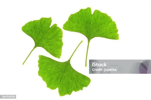 Photo libre de droit de Ginkgo Biloba banque d'images et plus d'images libres de droit de Couleur verte - Couleur verte, Feuille, Flore