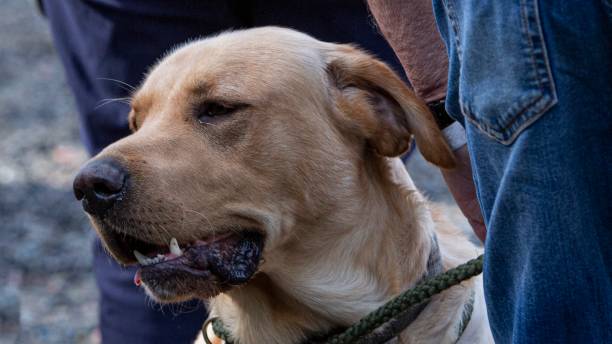 istock Blue Jeans & Golden Labrador Retriever: Side View. 1661007082