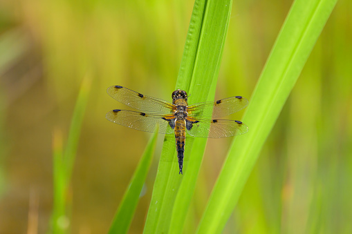 Four spotted chaser (Libellula quadrimaculata) sitting on a green plant, sunny day in summer, Vienna (Austria)