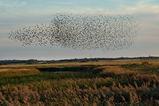 Sort sol is a murmuration, a flocking behavior that occurs in the marshlands in southwestern Jutland, Denmark, in particular the marsh near Tønder and Ribe. c gather there in spring and autumn when they move between their winter grounds in southern Europe and their summer breeding grounds in Scandinavia and other countries near the Baltic Sea.
