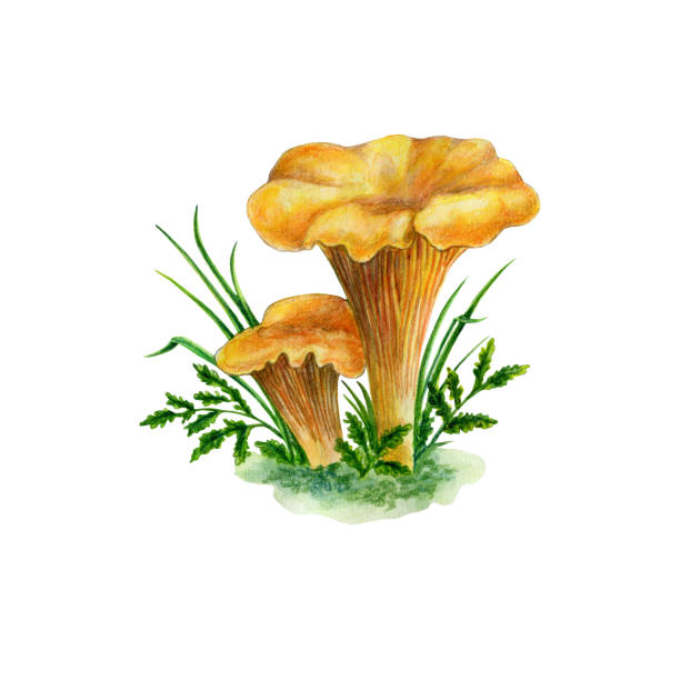 illustrations, cliparts, dessins animés et icônes de illustration à l’aquarelle du champignon girolle de la forêt - chanterelle