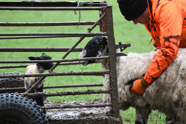 istock Muddy shepherd placing ewe in a trailer, Sussex UK 1661015008