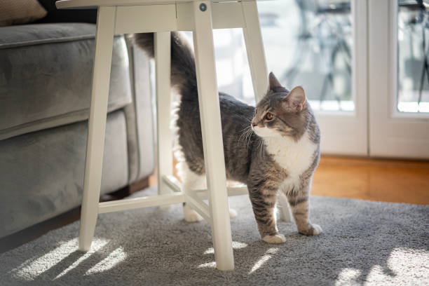 Cute fluffy gray cat in the  apartment on the carpet stock photo