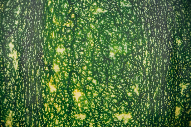 istock Texture. Background. Pumpkin peel close-up. Green-yellow natural pattern. 1661018810