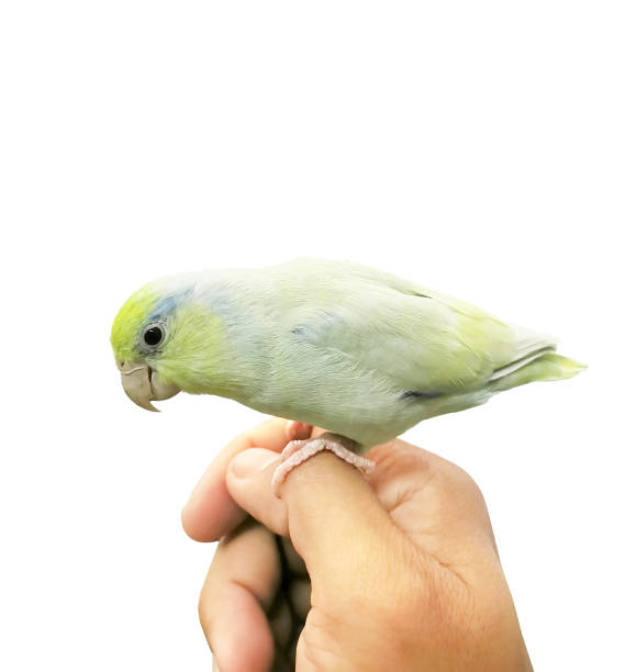 istock forpus parrot hold on human finger isolated on white background 1661019324