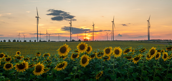 Sunset over a field of flowering sunflowers.Wind farm visible in the background