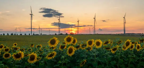 Photo of Sunset over a field of flowering sunflowers.Wind farm visible in the background