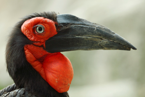 Picture of an ugly african hornbill