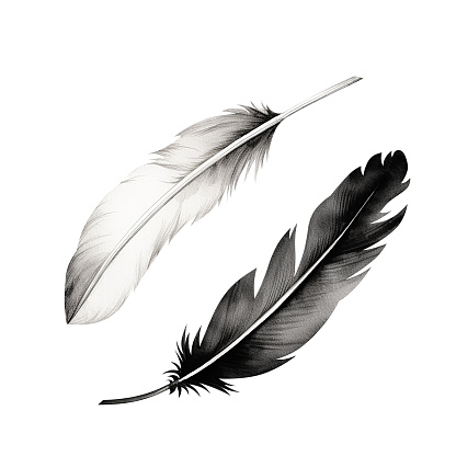Black and white bird feathers composition. Watercolor illustration.