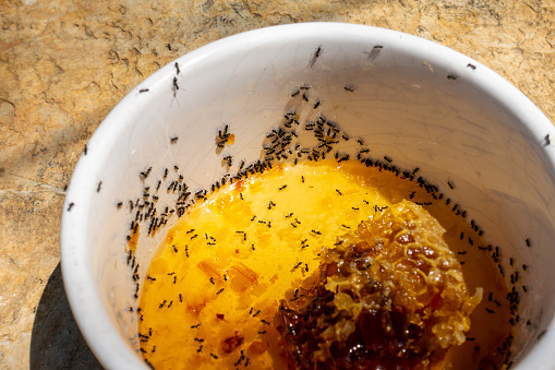 Ants eating honey