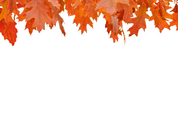 Red oak leaves isolated on white background. Autumn background.