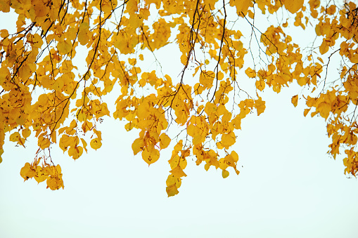 Yellow linden branches against the sky. Autumn golden foliage. Autumn time, cloudy weather.