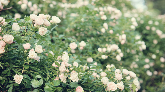 Blooming white roses in the garden. Wedding background. Selective focus.