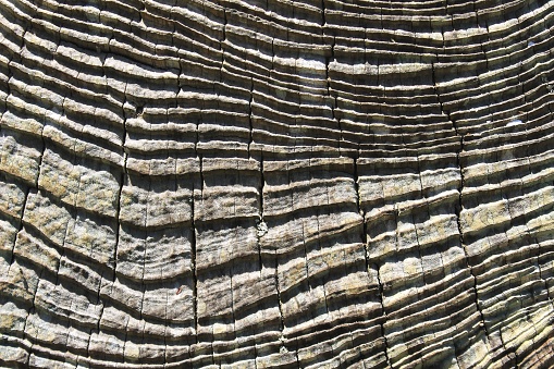 Closeup image of bark on tree. Wood texture and lines.