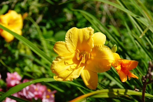 A vibrant Daylily lemon yellow flower amidst a lush, green garden