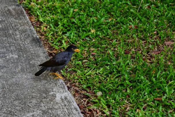 A Javan myna ( Acridotheres javanicus) perched on the edge of an urban sidewalk