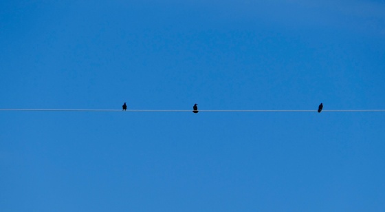 A vibrant blue sky as the backdrop for birds perched atop a cable