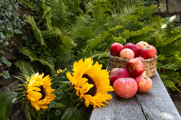 istock Harvest of red apples in summer 1661023557