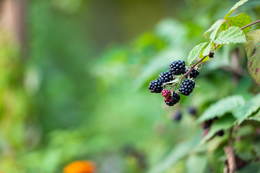 Blackberries Ripen on the Bush in Summer