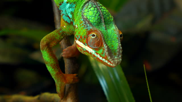Beautiful green colorful chameleon looks on stick 4K. Chameleon panthere. ProRes 422 HQ.