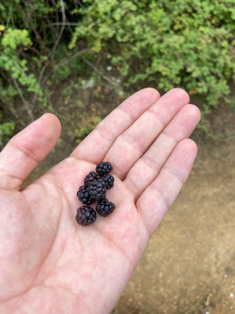 istock Hand holding blackberries in nature. Picking blackberries in nature 1661040575
