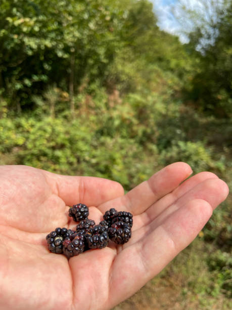 istock Hand holding blackberries in nature. Picking blackberries in nature 1661040607