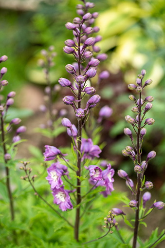 Larkspurs purple flowers or Delphinium ajacis in a garden