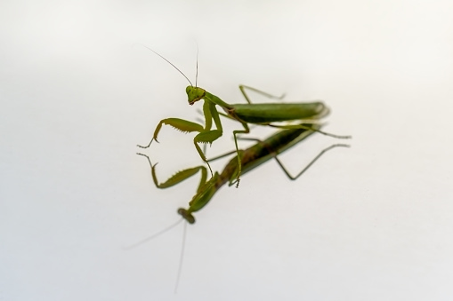 green praying mantis and its reflection on a white background
