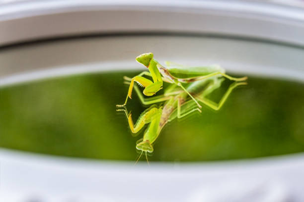 Green praying mantis (Mantis religiosa) hanging on a leaf