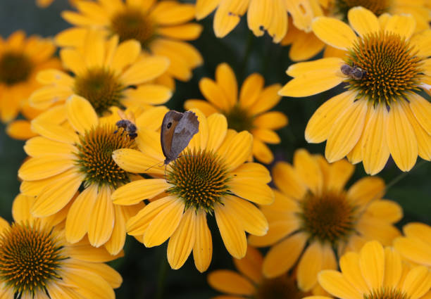 Macro closeup of a worker honey bee standing on a yellow echinacea flower in a garden collecting pollen to bring back to the hive.