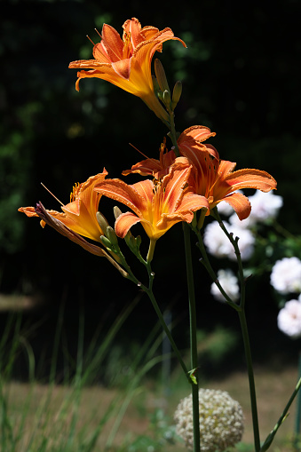 orange lily flower with delicate petals in garden