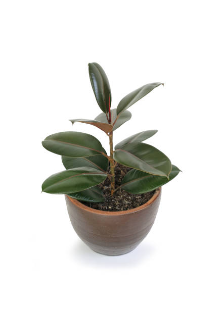 istock Rubber plant (ficus elastic plant) in brown clay pot isolated on white background. Modern house plants. Image with Clipping path 1661053005