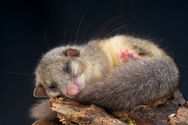 istock A close-up of a sleeping dormouse 166106227